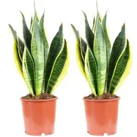 Flowerbox 2er-Set Bogenhanf - Sansevieria trifasciata Laurentii - Höhe ca. 45 cm, Topf-Ø 14 cm
