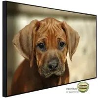 Papermoon Infrarotheizung »EcoHeat - Rhodesian Ridgeback Welpe«, Matt-Effekt - bunt