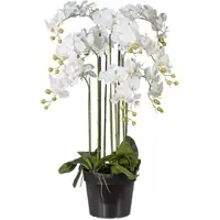 P&b Kunstblume Orchidee ca. 110cm