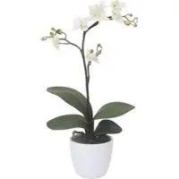 Creativ Green Kunstblume Orchidee, Phalaenopsis, Cassandra, weiß, Keramik-Topf, Höhe 55 cm, 2 Stück