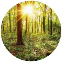 Wallart K&L Wall Art Vliestapete »Runde Vliestapete«, Tief Wald Natur Vintage Deko, mehrfarbig, matt - bunt