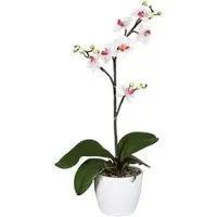 Creativ Green Kunstblume Orchidee, Phalaenopsis, Cassandra, weiß, Keramik-Topf, Höhe 55 cm, 2 Stück