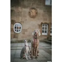 Hunter Hundezubehör Verstellbare Leine Freestyle 8mm/200cm - rot