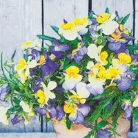 Home Fashion , Pansy Mix, Cocktail-Servietten aufgefaltetes Maß 25 cm x 25 cm, im Viertelfalz, 20 Stück pro Pack, 12 Pack pro Karton
