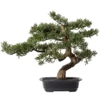 Creativ Green künstliche Pflanze Bonsai Zeder ca 40x40cm, in Kunststoffschale 22x15x6cm, schwarz