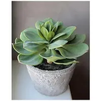 H Andreas Belles Fleurs Künstliche Sukkulente Echeveria Setosa im Dekotopf, 33 cm, grün