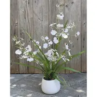 H Andreas Belles Fleurs Künstliche Orchidee Oncidium, getopft, 50 cm, creme-weiß