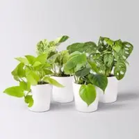 Pflanzen-Kölle Grünpflanzen-Set Hängendes Grün, Topf-Ø 12cm + Übertopf Dallas, 4 Pflanzen