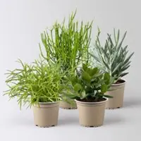 Pflanzen-Kölle Grünpflanzen-Set Sukkulentenfreude, Topf-Ø 12/13 cm, 4 Pflanzen