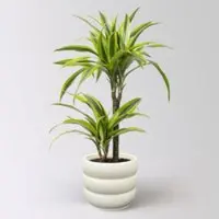 Pflanzen-Kölle Duftender Drachenbaum 'Lemon Lime', Topf-Ø 17 cm, 2er Tuff, inkl. Topf Byron