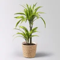 Pflanzen-Kölle Duftender Drachenbaum 'Lemon Lime', Topf-Ø 17 cm, 2er Tuff, inkl. Korb Osaka