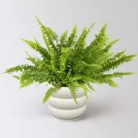 Pflanzen-Kölle Schwertfarn 'Green Lady', Topf-Ø 17 cm, Höhe ca. 35-45 cm, im Keramiktopf Byron