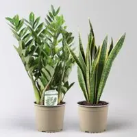 Pflanzen-Kölle Grünpflanzen-Set Easypeasy-Duo, Topf-Ø 17 cm, 2 Pflanzen
