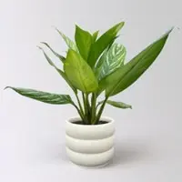 Pflanzen-Kölle Aglaonema 'Stripes', Topf-Ø 17 cm, Höhe ca. 50 cm, inkl. Keramikübertopf Byron