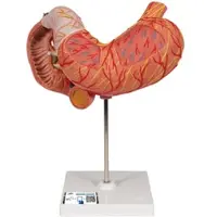 3B Scientific Magenmodell, 3-teilig - 3B Smart Anatomy