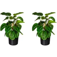 Creativ Green Künstliche Pflanze Maranta 45cm im Topf, 2er Set