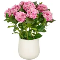 Creativ Green künstliche Pflanze Hortensien Arrangement im cremefarbenen Kunststofftopf, pink, 70cm