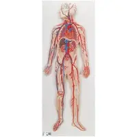 3B Scientific Blutkreislauf Modell - 3B Smart Anatomy