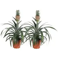 Pflanzen-Kölle Zierananas 'Amigo', Topf-Ø 12cm, mit Korb Maki, Höhe ca. 45 cm