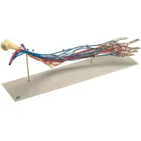 3B Scientific Gefäß-Arm