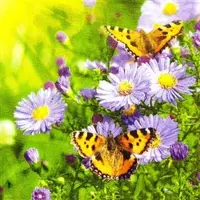Home Fashion , Butterflies on Aster, Lunch-Servietten aufgefaltetes Maß 33 cm x 33 cm, im Viertelfalz, 20 Stück pro Pack, 12 Pack pro Karton