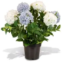 Fleur Ami Hortensie - Hydrangea Kunstpflanze, 10 Blüten, Höhe 73 cm, weiß-blau