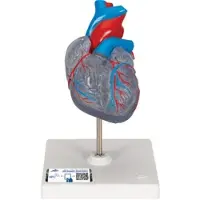 3B Scientific Herzmodell "Klassik" mit Reizleitungssystem, 2 teilig - 3B Smart Anatomy