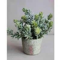 H Andreas Belles Fleurs Künstliche Sukkulente im Dekotopf, 19 cm, grün