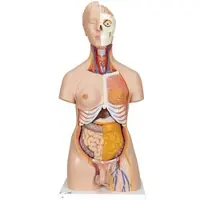 3B Scientific Luxus Torso Modell, mit weiblichen & männlichen Geschlechtsorganen, 20-teiligtei...