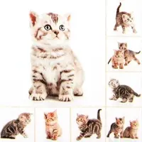 Home Fashion , Meow, Lunch-Servietten aufgefaltetes Maß 33 cm x 33 cm, im Viertelfalz, 20 Stück pro Pack, 12 Pack pro Karton