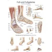 Sanismart Lehrtafel Fuß und Fußgelenke 70x100cm