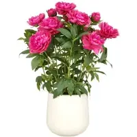 Creativ Green künstliche Pflanze Peonien Arrangement in fuchsia, im cremefarbenen Kunststofftopf, 80cm
