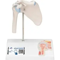 3B Scientific Mini Anatomie Modell Schultergelenk, mit Querschnitt - 3B Smart Anatomy