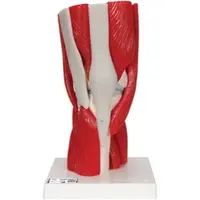 Generique Kniegelenkmodell mit abnehmbaren Muskeln, 12-teilig - 3B Smart Anatomy