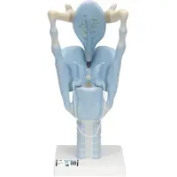 3B Scientific Funktionsmodell Kehlkopf, 3-fache Größe - 3B Smart Anatomy