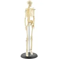 HeineScientific Mini-Skelettmodell Miniatur Skelettmodell Höhe 42 cm