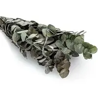 Buttinette Echter Eukalyptus-Bund, grün