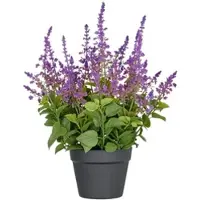 Creativ Green künstliche Pflanze Salvia Superba XL im Kunststofftopf, lila, 50cm, UV-beständige