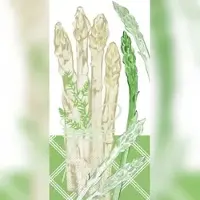 Mank Tissue Serviette Spargel, 33 x 33 cm, 1/8 Falz, 100 Stück