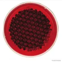 Herth+Buss HERTH&BUSS Rückstrahler, 84 mm, rot rot - 78623025 - rot