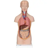 3B Scientific Mini Torso Modell, 12-teilig - 3B Smart Anatomy