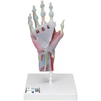 3B Scientific Modell des Handskeletts mit Bändern & Muskeln - 3B Smart Anatomy