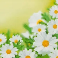 Home Fashion , White Daisies, Cocktail-Servietten aufgefaltetes Maß 25 cm x 25 cm, im Viertelfalz, 20 Stück pro Pack, 12 Pack pro Karton