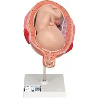 3B Scientific Fetus Modell, 7. Monat - 3B Smart Anatomy