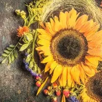 Home Fashion , Sunny Autumn, Lunch-Servietten aufgefaltetes Maß 33 cm x 33 cm, im Viertelfalz, 20 Stück pro Pack, 12 Pack pro Karton