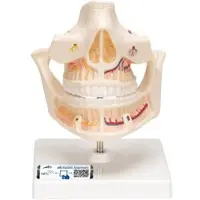 3B Scientific Gebissmodell eines Erwachsenen - 3B Smart Anatomy