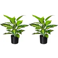 Creativ Green Künstliche Pflanze Dieffenbachia 45cm im Topf, 2er Set