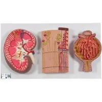3B Scientific Modell Serie mit Nierenschnitt, Nephron, Blutgefäßen & Nierenkörperchen - 3B Sma...
