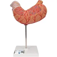 3B Scientific Magenmodell, 2-teilig - 3B Smart Anatomy