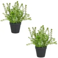 Creativ Green Sedum acre Yellow Queen im Kunststofftopf, 32cm, im 2er Set